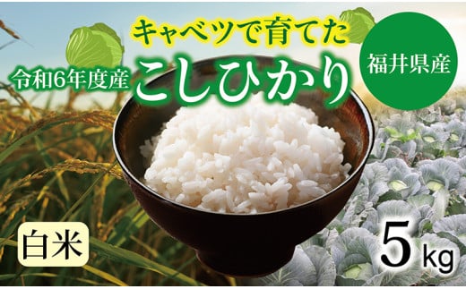 【令和６年度】 福井県産 減農薬米 キャベコシヒカリ 5kg