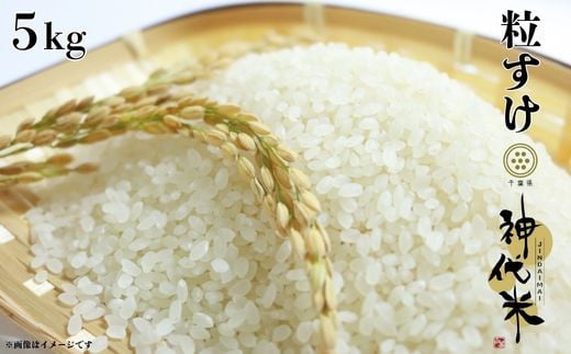 神代米 （ 粒すけ ） 精白米 5kg ／ 米 お米 こめ コメ 1599675 - 千葉県東庄町