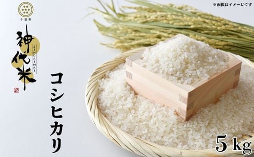 神代米 （ コシヒカリ ） 精白米 5kg ／ 米 お米 こめ コメ 1599673 - 千葉県東庄町