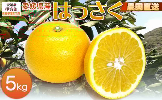 【栽培期間中農薬不使用】【先行受付】【数量限定】農園直送！愛媛県産 はっさく 5kg （2026年2月下旬頃より順次発送） 【 ふるさと納税 人気 おすすめ ランキング 柑橘 みかん ミカン 蜜柑 はっさく フルーツ 果物 産地直送 ギフト 贈り物 栽培期間中農薬不使用 木野本農園 愛媛県産 愛媛県 伊方町 送料無料 】 IKTG023 2120481 - 愛媛県伊方町