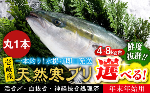 [選べるサイズ4〜8キロ台] [11/1〜1/15お届け 年末年始用]天然 寒ブリ(丸もの ) [壱岐市][壱岐島 玄海屋][JBS014] ぶり 寒ぶり ブリ 魚 刺身 しゃぶしゃぶ