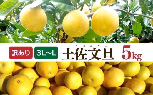 土佐文旦 文旦 訳あり 大玉入り 5kg 5キロ 3L～L ぶんたん ブンタン フルーツ 柑橘 みかん 果物 くだもの 柑橘類 デザート 家庭用 ご自宅用 お取り寄せ 国産