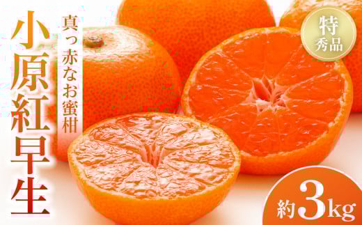 【2025年11月中旬より発送】特秀品！真っ赤なお蜜柑「小原紅早生」約3kg