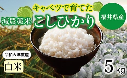 【令和６年度】 福井県産 減農薬米 キャベコシヒカリ 5kg