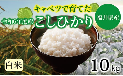 【令和６年度】 福井県産 減農薬米 キャベコシヒカリ 10kg