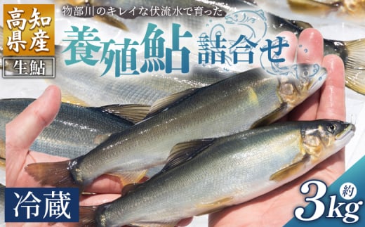 【冷蔵】鮎 3kg 生鮎 先行受付 物部川のキレイな伏流水で育った 養殖鮎 詰合せ カネミツ養鮎 - 国産 アユ あゆ 魚 魚介 海鮮 養殖 川魚 塩焼き 炊き込みご飯 鮎飯 カネミツ養鮎 高知県 香南市 冷蔵 kt-0003