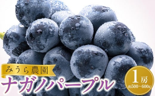 【先行予約】ナガノパープル１房（約500～600g）【8月下旬以降より順次発送】
