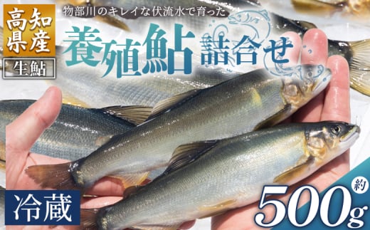 【冷蔵】鮎 500g 生鮎 先行受付 高知県産 物部川のキレイな伏流水で育った 養殖鮎 詰合せ カネミツ養鮎 - 国産 アユ あゆ 魚 魚介 海鮮 養殖 川魚 塩焼き 炊き込みご飯 鮎飯 カネミツ養鮎 高知県 香南市 冷蔵 kt-0001