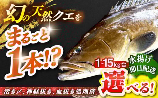 [選べるサイズ1〜15キロ台] 天然クエ(丸もの) [壱岐市][壱岐島 玄海屋][JBS049] クエ 魚 刺身 しゃぶしゃぶ