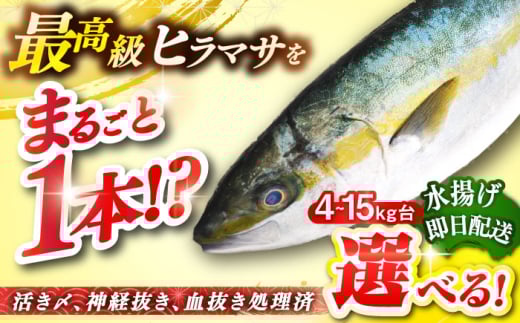[選べるサイズ4〜15キロ台] 壱岐島産天然ヒラマサ(丸もの) [壱岐市][壱岐島 玄海屋][JBS069] ヒラマサ 魚 刺身 煮物 カルパッチョ お寿司
