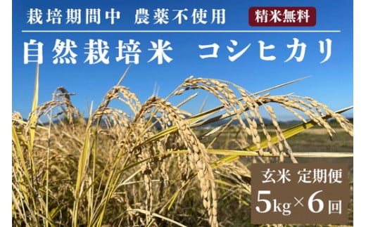 米 予約 令和7年産 定期便 6回 自然栽培米 コシヒカリ 玄米 5kg×6ヶ月 京都府・亀岡産 栽培期間中農薬不使用 ※離島への配送不可 ※2025年12月より順次発送予定