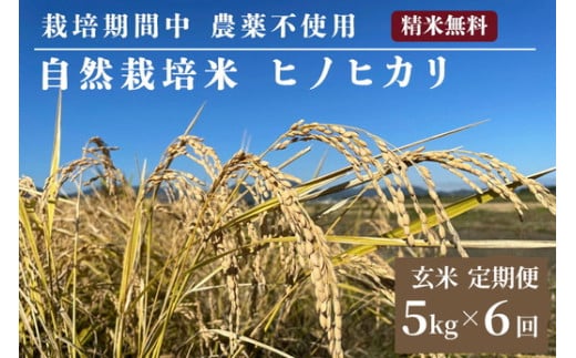 米 予約 令和7年産 定期便 6回 自然栽培米 ヒノヒカリ 玄米 5kg×6ヶ月 京都府・亀岡産 栽培期間中農薬不使用 ※離島への配送不可 ※2025年12月より順次発送予定