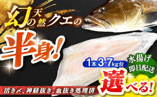 [選べるサイズ3〜7キロ台] 天然クエ(一本丸ものサイズ半身) 