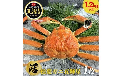 576.【活】鳥取ブランド　松葉ガニ　『五輝星』※2025年11月上旬～2026年3月下旬頃に順次発送予定※着日指定不可
