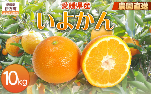 【栽培期間中農薬不使用】【先行受付】【数量限定】農園直送！愛媛県産 いよかん 10kg （2026年1月上旬頃より順次発送） 【 ふるさと納税 人気 おすすめ ランキング 柑橘 みかん ミカン 蜜柑 いよかん 伊予柑 フルーツ 果物 産地直送 ギフト 贈り物 栽培期間中農薬不使用 木野本農園 愛媛県産 愛媛県 伊方町 送料無料 】 IKTG016 2120480 - 愛媛県伊方町