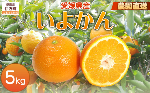 【栽培期間中農薬不使用】【先行受付】【数量限定】農園直送！愛媛県産 いよかん 5kg （2026年1月上旬頃より順次発送） 【 ふるさと納税 人気 おすすめ ランキング 柑橘 みかん ミカン 蜜柑 いよかん 伊予柑 フルーツ 果物 産地直送 ギフト 贈り物 栽培期間中農薬不使用 木野本農園 愛媛県産 愛媛県 伊方町 送料無料 】 IKTG015 2120479 - 愛媛県伊方町