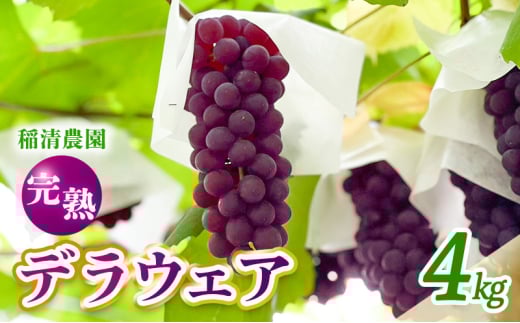 【2025年先行予約】数量限定 デラウェア4kg（20房前後）6月下旬～7月下旬発送｜特選 期間限定 ぶどう 葡萄 フルーツ 果物 くだもの 人気 贈答用 ギフト 先行予約 種なし 旬 新鮮 家庭用 プレゼント 送料無料 贅沢 甘い
