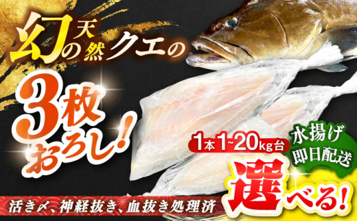 [選べるサイズ1〜20キロ台] 天然クエ(3枚おろし) [壱岐市][壱岐島 玄海屋][JBS039] クエ 魚 刺身 しゃぶしゃぶ
