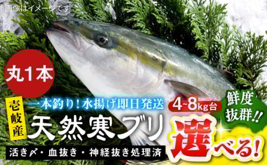 [選べるサイズ4〜8キロ台]壱岐島産天然寒ブリ(4〜8キロ台・丸もの) [壱岐市][壱岐島 玄海屋][JBS002] ぶり 寒ぶり ブリ 魚 刺身 しゃぶしゃぶ のし プレゼント ギフト