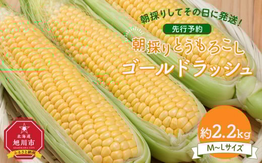 【先行予約】朝採り　とうもろこし　ゴールドラッシュ　約2.2kg（M～Lサイズ× 6本）（2025年8月下旬から順次発送予定）_05229 2117362 - 北海道旭川市