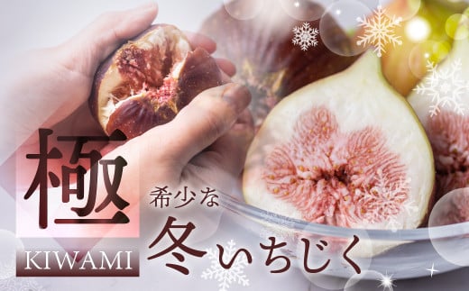 [11月、12月お届け 冬いちじく]先行予約 秋の希少な いちじく 極 9-12玉 完熟 大玉 2025年発送 11月お届け 12月お届け フルーツ [専用箱]入手困難 果物 春 秋 いちじく イチジク 無花果 フルーツ 果物 旬 希少 極