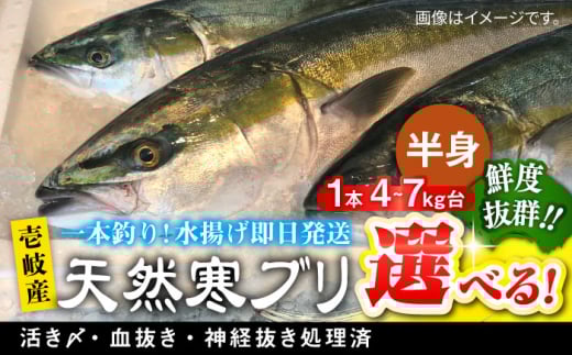 [選べるサイズ4〜7キロ台] [1月16日〜3月末お届け]壱岐島産天然寒ブリ(一本丸ものサイズの半身ブロック) [壱岐市][壱岐島 玄海屋][JBS006] ぶり 寒ぶり ブリ 魚 刺身 しゃぶしゃぶ