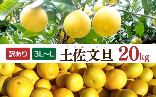 土佐文旦 文旦 訳あり 大玉入り 20kg 20キロ 3L～L ぶんたん ブンタン フルーツ 柑橘 みかん 果物 くだもの 柑橘類 デザート 家庭用 ご自宅用 お取り寄せ 国産