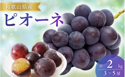 【先行予約】ピオーネ 和歌山県産 3～5房/箱（計2kg） / ぶどう 葡萄 ブドウ 産地直送 農家直送 フルーツ 果物【mat105A】