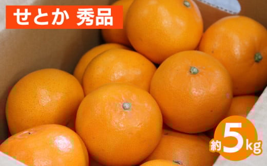 せとか　約5kg　秀品 ※2026年2月下旬～4月中旬頃より順次発送予定
