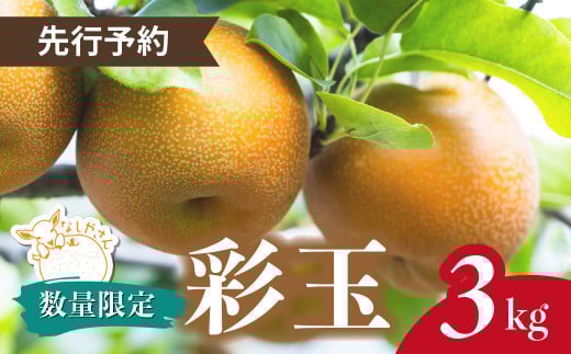 [数量限定]なしやさんの彩玉(3kg) 5〜7個 限定5箱 | 梨 なし ナシ 彩玉 3キロ ヤギ 旬 栽培 和梨 お取り寄せ 産地直送 果物 旬 新鮮 ギフト 埼玉 ブランド フルーツ 果物 甘い 大きい おいしい 自然栽培 お楽しみ おすすめ 数量限定 レア 珍しい 季節限定 プレゼント 贈り物 贈答品 なしやさん 埼玉県 東松山市