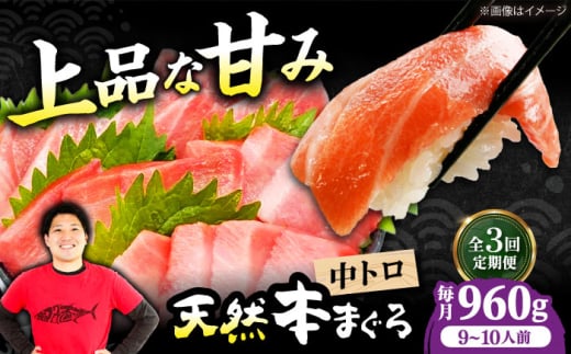 【全3回定期便】極上！たね熟天然本まぐろ中トロ(960g) 天然 マグロ 鮪 中トロ 刺身 魚 魚介 魚介類 海鮮丼 本マグロ 本まぐろ 本鮪 中とろ 中トロ 冷凍 お刺身 お寿司 大阪府高槻市/本まぐろ直売所 [AOCE037] 2139567 - 大阪府高槻市