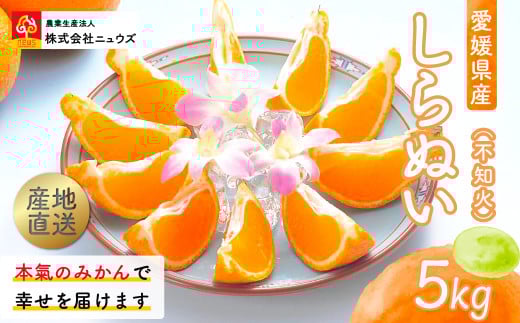 【先行予約】産地直送！愛媛県産しらぬい（不知火） 5kg（2026年2月中旬より順次発送） 【 ふるさと納税 人気 おすすめ ランキング みかん ミカン 蜜柑 しらぬい 不知火 フルーツ 果物 産地直送 ニュウズ 愛媛県産 愛媛県 伊方町 送料無料 】 IKTF017 2139723 - 愛媛県伊方町