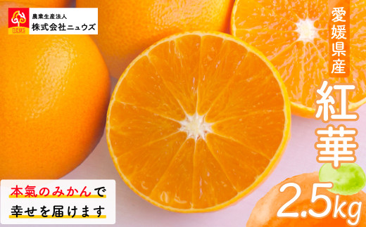 【先行予約】紅華（生果）約2.5kg（2025年12月上旬より順次発送） 【 ふるさと納税 人気 おすすめ ランキング みかん ミカン 蜜柑 紅華 フルーツ 果物 産地直送 ニュウズ 愛媛県産 愛媛県 伊方町 送料無料 】 IKTF014