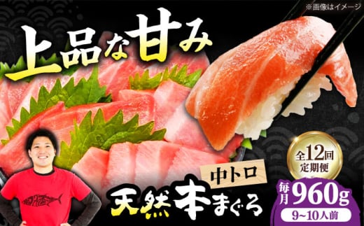 【全12回定期便】極上！たね熟天然本まぐろ中トロ(960g) 天然 マグロ 鮪 中トロ 刺身 魚 魚介 大阪府高槻市/本まぐろ直売所 [AOCE039]
