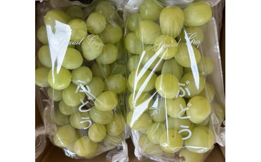 完熟シャインマスカット（通常品） 1.3kg 2139499 - 愛知県大府市