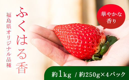 【先行予約】香りが強い！福島県オリジナル品種「ふくはる香」 2L～3L 約1kg（約250g×4パック） いちご イチゴ 苺 福島県 鏡石町 鏡石農遊園 F6Q-077