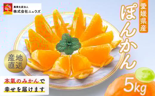 【先行予約】産地直送！愛媛県産ぽんかん 5kg（2026年1月上旬より順次発送） 【 ふるさと納税 人気 おすすめ ランキング みかん ミカン 蜜柑 ぽんかん フルーツ 果物 産地直送 ニュウズ 愛媛県産 愛媛県 伊方町 送料無料 】 IKTF016 2139722 - 愛媛県伊方町