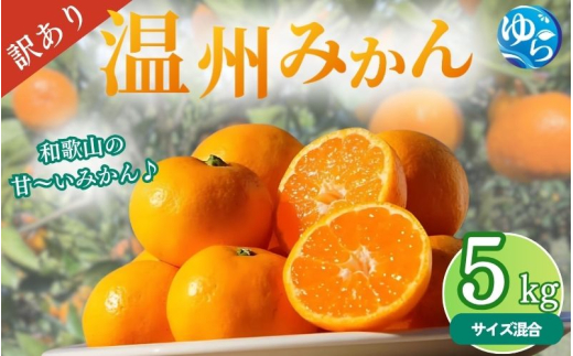 【先行予約】＼訳あり／ 温州みかん 5kg 【2025年11月下旬～順次発送予定】/ みかん ミカン 和歌山県 柑橘 早生 甘い 蜜柑 フルーツ 果物 くだもの 食品  産地直送 由良町 ご家庭用 温州 訳ありみかん 【myvi006】