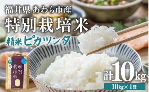 【先行予約】【令和7年産】化学肥料不使用 特別栽培米 ピカツンタ 精米 10kg×1袋 / 白米 米 福井県あわら市産 美味しい 特別栽培米 減農薬 安心な米 旨味 甘み もっちり 冷蔵保管米 ※2025年9月下旬より順次発送 [aw010-b004]