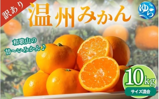 【先行予約】＼訳あり／ 温州みかん 10kg 【2025年11月下旬～順次発送予定】/ みかん ミカン 和歌山県 柑橘 早生 甘い 蜜柑 フルーツ 果物 くだもの 食品  産地直送 由良町 ご家庭用 温州 訳ありみかん 【myvi007】
