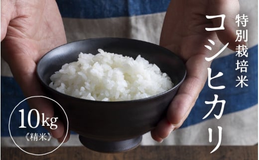 【先行予約】【令和7年産】 特別栽培米 コシヒカリ 精米 10kg×1袋（計10kg） ／福井県産 ブランド米 コシヒカリ ご飯 白米 新鮮 特別栽培米 【2025年9月下旬より順次発送予定】 [aw121-b003]