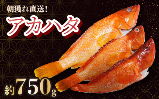 KU013 <2025年7月より順次発送>宮崎県串間産アカハタ(計約750g・2~3匹)延縄漁による朝どれ高級魚を漁師直送!【豊漁丸】 263636 - 宮崎県串間市