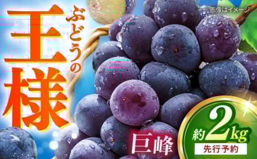 【先行予約：2026年8月中旬より順次発送予定】 巨峰 種あり 約2kg / ぶどう 葡萄 フルーツ / 大村市 / おおむら夢ファームシュシュ [ACAA380] 1537358 - 長崎県大村市