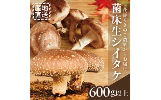 SA2629　サイトウ農園の菌床生シイタケ　計600g以上(150g以上×4袋)