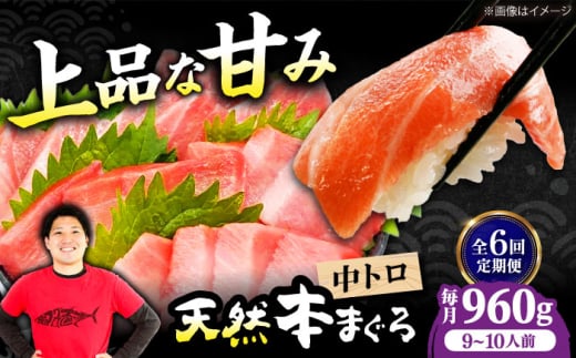 【全6回定期便】極上！たね熟天然本まぐろ中トロ(960g) 天然 マグロ 鮪 中トロ 刺身 魚 魚介 大阪府高槻市/本まぐろ直売所 [AOCE038]