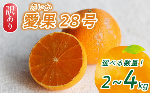 [2025年12月頃から発送]訳あり 愛果28号 家庭用 2kg / 4kg | 紅まどんな と同品種 まどんな 数量選択可 あいか みかん 数量限定 みかん 愛媛県産 みかん 愛果28号 松山市 みかん 中島 みかん 愛果28号 みかん 蜜柑 愛果28号 ミカン みかん 旬 愛果28号