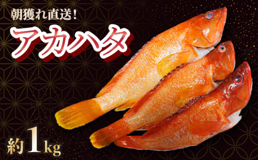 KU014 ＜2025年7月より順次発送＞宮崎県串間産アカハタ(計約1kg・2～4匹)延縄漁による朝どれ高級魚を漁師直送！【豊漁丸】 263699 - 宮崎県串間市