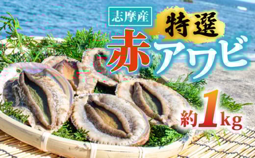天然 アワビ 1kg 赤アワビ 志摩産 冷蔵 新鮮 鮑 伊勢 志摩市 海鮮 魚介 海産物 国産 旬 貝 活 刺身 刺し身 お刺身 限定 夏 バーベキュー BBQ 三重県 伊勢志摩 伊勢志摩 期間限定 夏季 夏 お中元 お取り寄せ グルメ 人気
