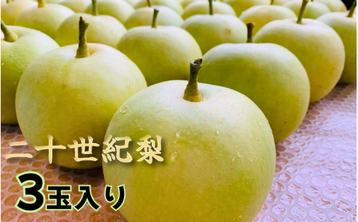 【先行予約】井上農園 梨 ”二十世紀梨” 3玉入り（約1kg）｜鳥取 岩美 梨 なし ナシ 青梨 果物 フルーツ【41031】