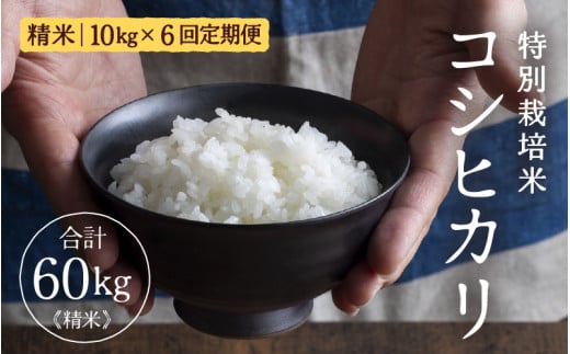 【先行予約】定期便 ≪6ヶ月連続お届け≫ 令和7年産 特別栽培米 コシヒカリ 精米 10kg×6回（計60kg） ／福井県産 ブランド米 コシヒカリ ご飯 白米 新鮮 特別栽培米 【2025年10月上旬より順次発送予定】 [aw121-m002]